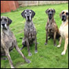 Nikki's Great Danes