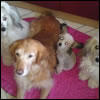 Saffie's brood