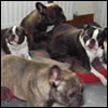 Kathy's Brood