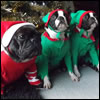 Kathy's Brood at Christmas