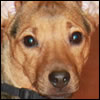 Murphy