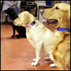 Cally, Sally & Charlie